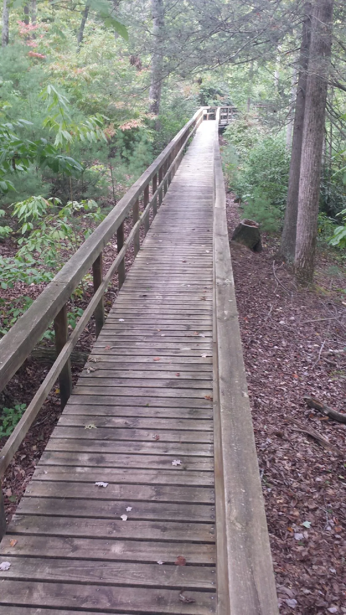 Long wood walkway with handrails built through the woods in La Pine